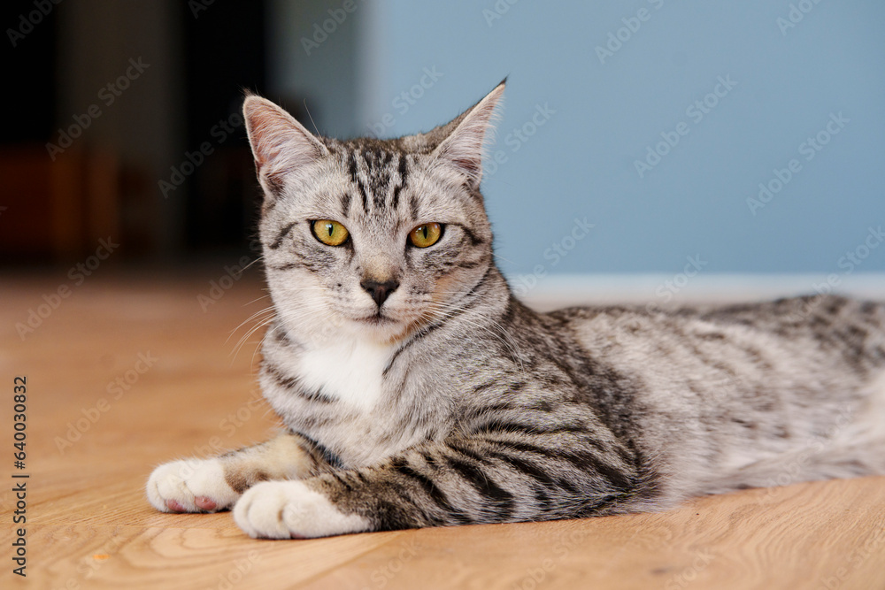 A portrait of beautiful grey-white cat looking at the camera with yellow eyes