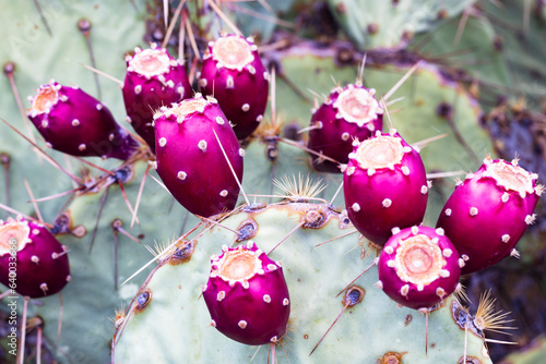 Rich Harvest of Prickly Pear Cactus in Fruiting Season in Tucson, Arizona, Pima County, United States photo