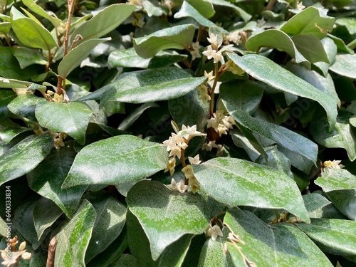 branch with flowers of a bush Elaeagnus × submacrophylla (E. × ebbingei) photo