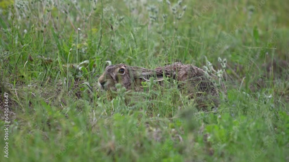 European hare Lepus europaeus, also known as the brown hare hiding in the field. Close up. Slow motion. European hare Lepus europaeus, also known as the brown hare hiding in the field. Close up. Slow motion.