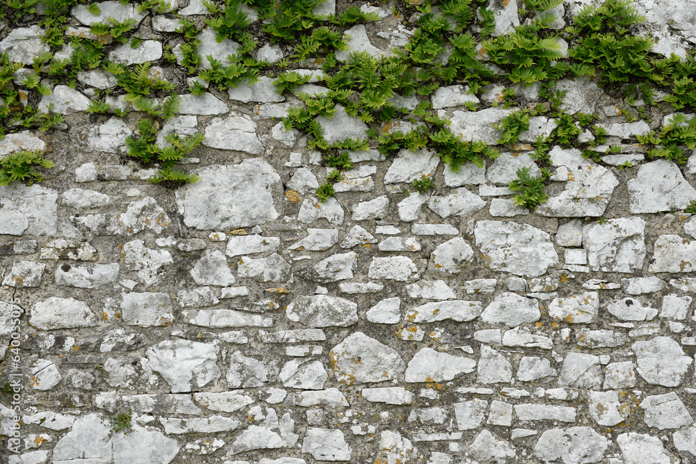 Stone wall with plants growing in the cracks and copy space below Stone wall with plants growing in the cracks and copy space below