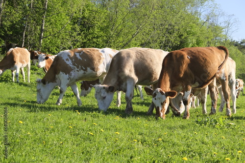 cows graze on the meadow, agriculture livestock concept