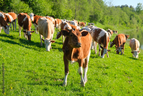 cows graze on the meadow, agriculture livestock concept