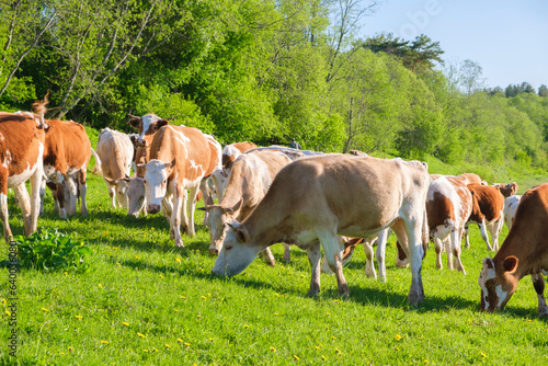 cows graze on the meadow, agriculture livestock concept