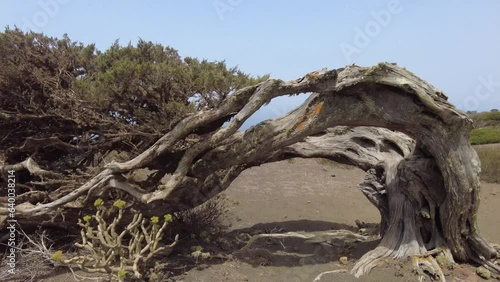 antiguos árboles torcidos por el viento en el sabinar en la isla de El Hierro en la s Islas Canarias photo