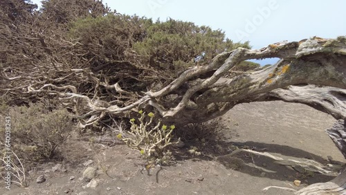 antiguos árboles torcidos por el viento en el sabinar en la isla de El Hierro en la s Islas Canarias photo