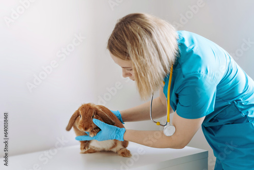young caucasian female veterinarian examining red rabit