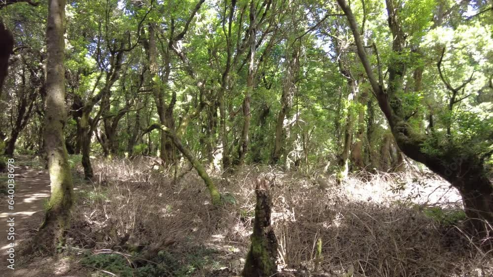tropical laurel forest in Garajonay Natural Park in the island of La Gomera in the Canary Islands tropical laurel forest in Garajonay Natural Park in the island of La Gomera in the Canary Islands