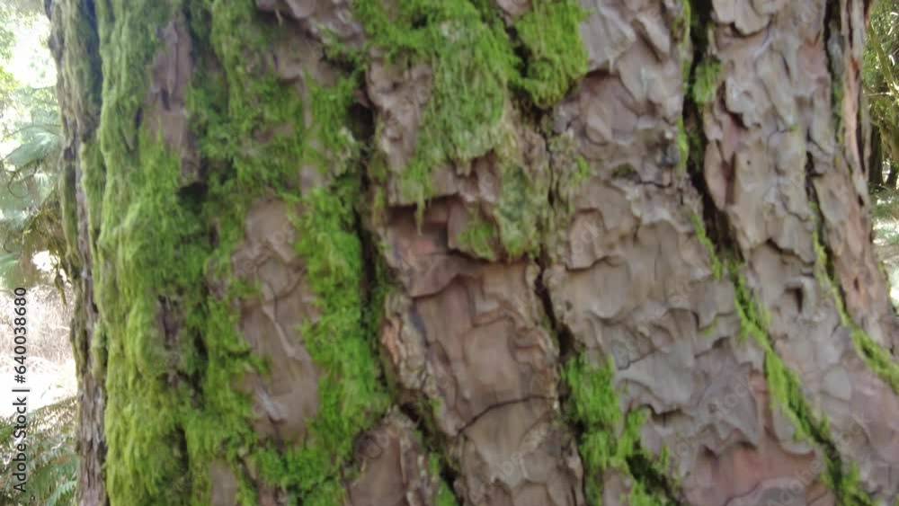 tropical laurel forest in Garajonay Natural Park in the island of La Gomera in the Canary Islands tropical laurel forest in Garajonay Natural Park in the island of La Gomera in the Canary Islands