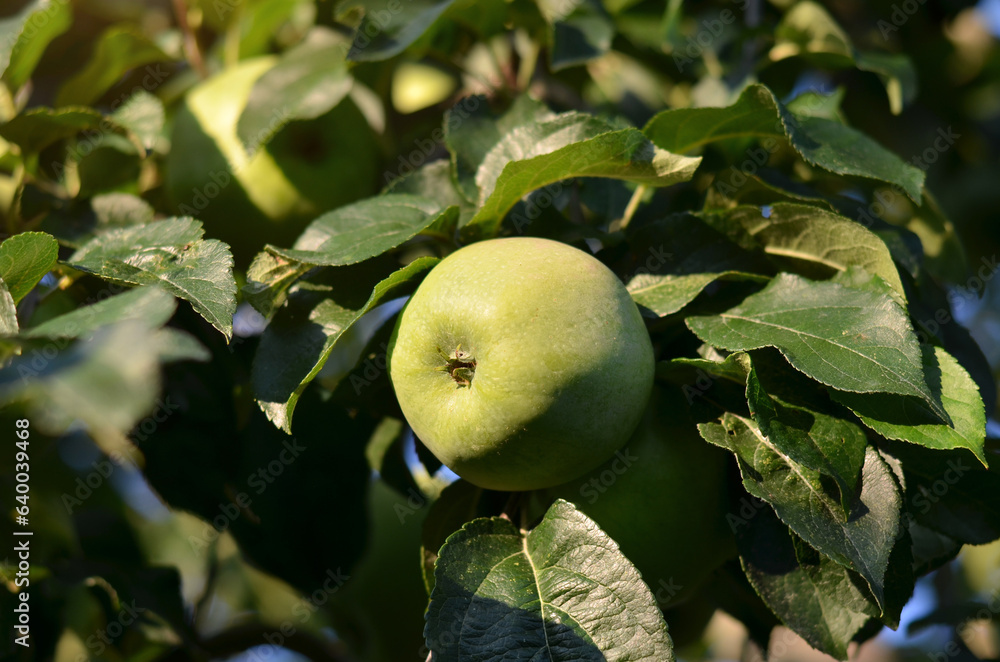 Green apples on a branch lit by sunlight on a summer day in the garden. Concept of organic gardening. Green apples on a branch lit by sunlight on a summer day in the garden. Concept of organic gardening.