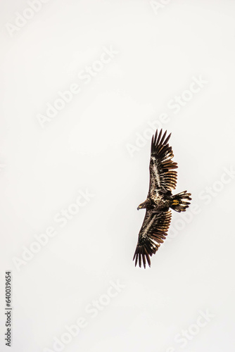 Bald eagle (Haliaeetus leuocephalus) young, flying on a white background with copy space.