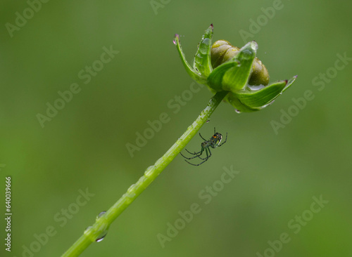 Orbweaver Spider on a Rainy Day