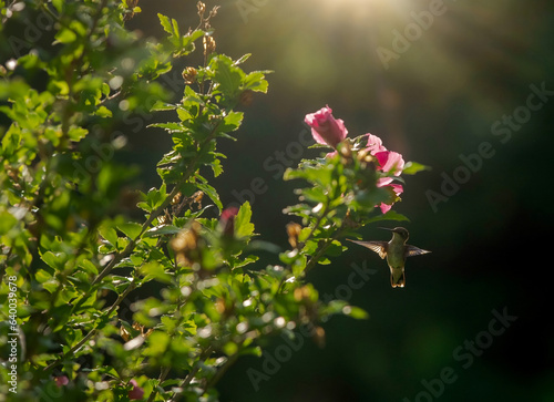 Little Hummingbird in the Morning Sun