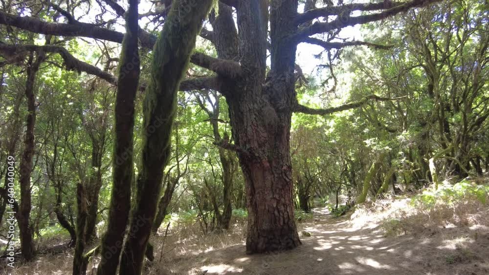tropical laurel forest in Garajonay Natural Park in the island of La Gomera in the Canary Islands tropical laurel forest in Garajonay Natural Park in the island of La Gomera in the Canary Islands