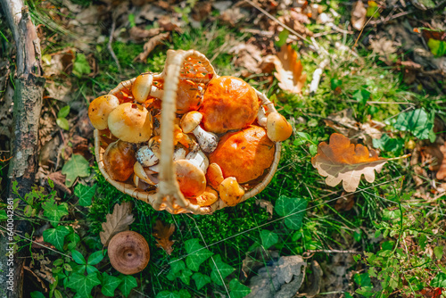 Forest mushrooms basket in the forest in the sun.Collection of forest mushrooms.Butterfish and camelina, honey mushrooms in a basket. forest background
