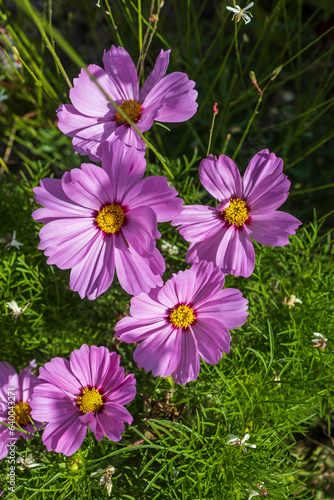 The pink cosmos on a green background in the garden after the rain. Summer and spring fantasy flower background. Wide-format, free space for design. Floral background concept