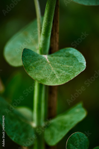 Rounded shape leaves