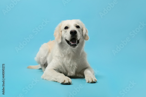 Cute Labrador Retriever dog on light blue background. Adorable pet