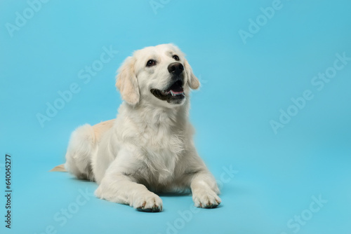 Cute Labrador Retriever dog on light blue background, space for text. Adorable pet