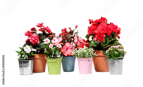 Beautiful flowers in different pots isolated on white