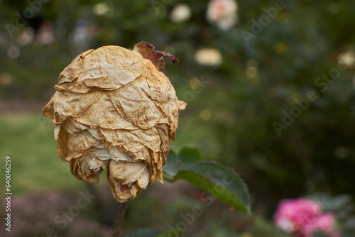Fototapeta Naklejka Na Ścianę i Meble -  Fading Beauty: A white rose clings to its stem, still on the plant but in its final stages. The once-vibrant petals now hold a delicate beauty that whispers of life's transience and the elegance 