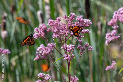 Monarch butterflies (Danaus plexippus) flit among a stand of purple Joe Pye weed (Eutrochium purpureum). The migratory butterflies are considered endangered.