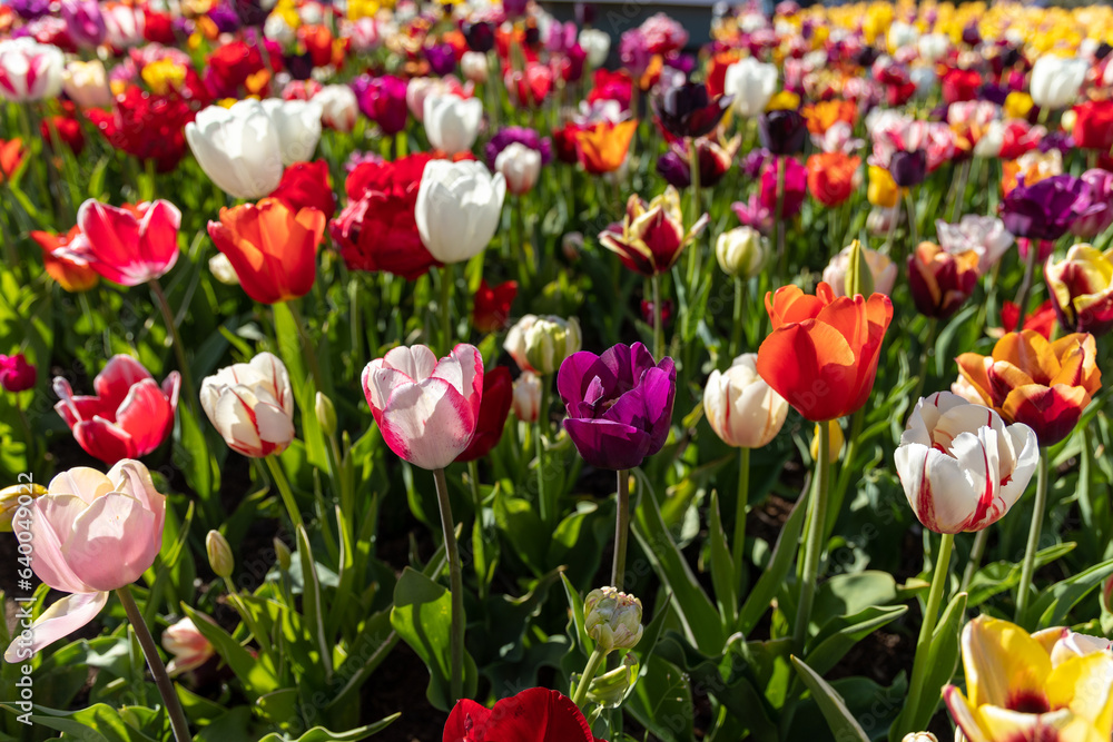 Tulip Festival Tulip Festival