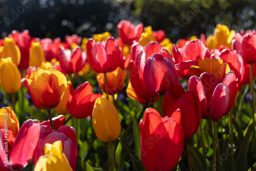 Tulip Festival