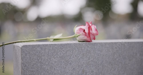 Funeral, cemetery and hands with rose on tombstone for remembrance, ceremony and memorial service. Depression, sadness and person with flower on gravestone for mourning, grief and loss in graveyard photo