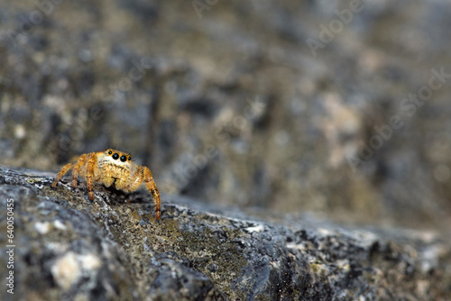 Emerald Jumping Spider (Paraphidippus aurantius) photo