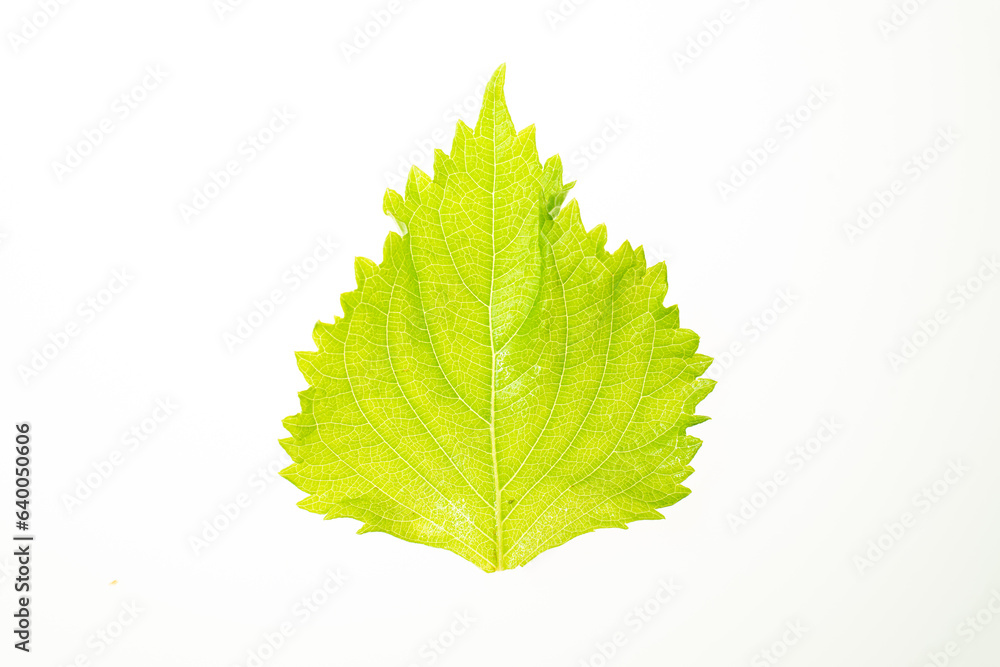 Fototapeta premium Vibrant and fresh, this green leaf stands out as it is isolated on a white background. The clipping path ensures seamless integration.