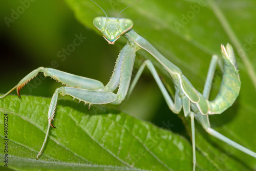 Arizona Manitis (Stagmomantis limbata) nymph