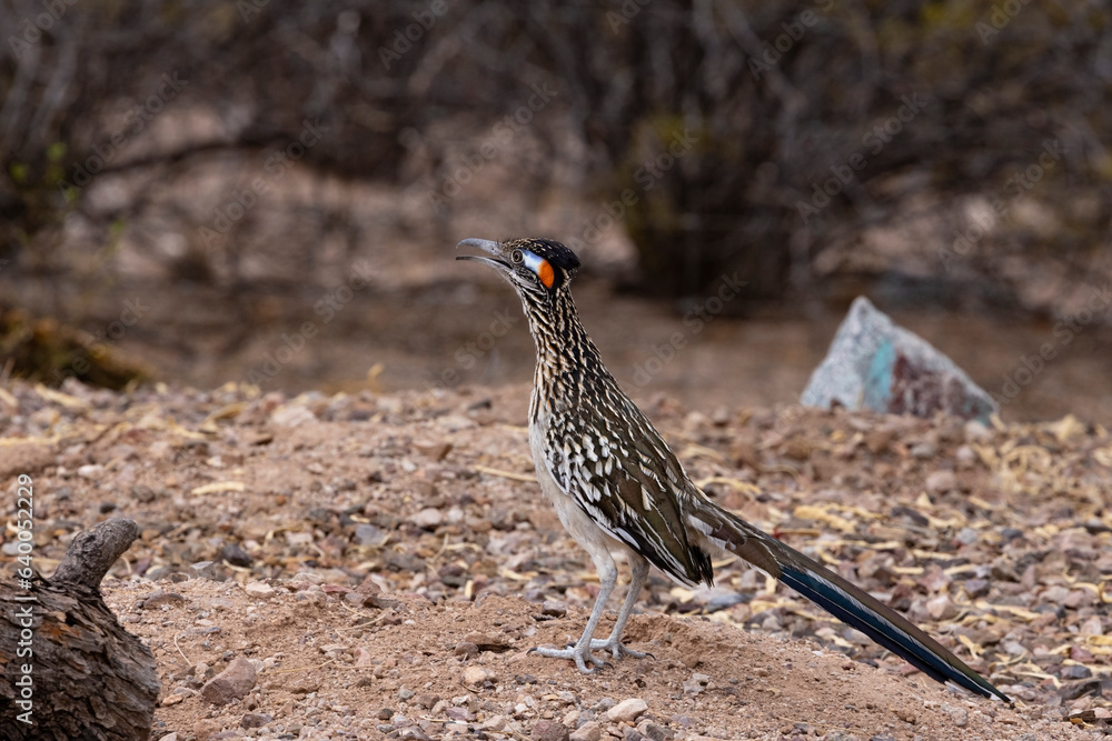 Curious, colorful Roadrunner in arid desert environment of Southern Arizona in the American Southwest Curious, colorful Roadrunner in arid desert environment of Southern Arizona in the American Southwest