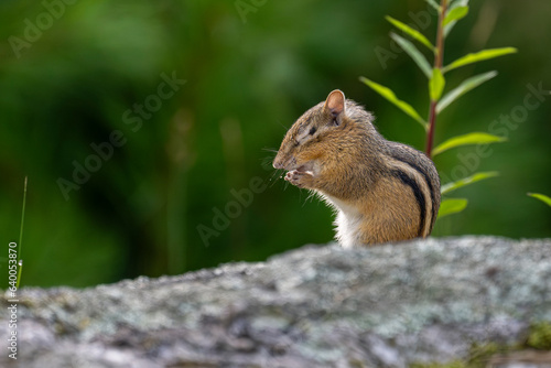 Chipmunk preying with eyes closed.