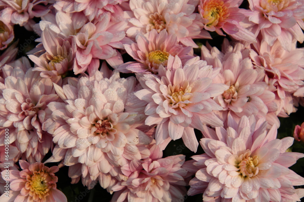 Pink Mums Flowers