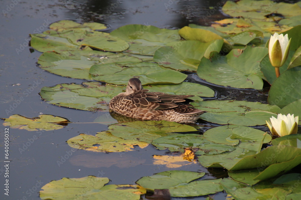 Little Duck In The Water Lilies Little Duck In The Water Lilies