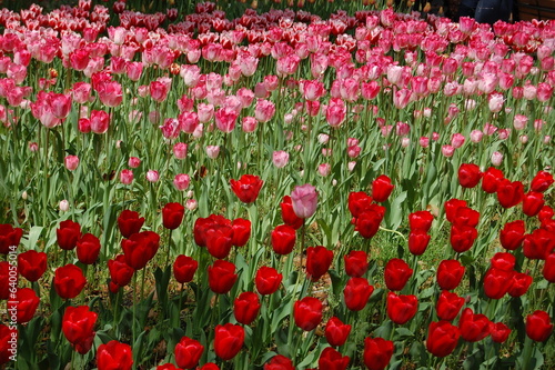 Fototapeta Naklejka Na Ścianę i Meble -  tulip garden