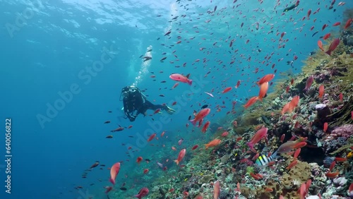 Coral reef underwater. Flock of small beautiful reef fishes at the bottom of the sea.  photo
