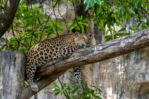 Leopard sleeping on the tree in zoo. Leopard lying on the tree and sleeping.