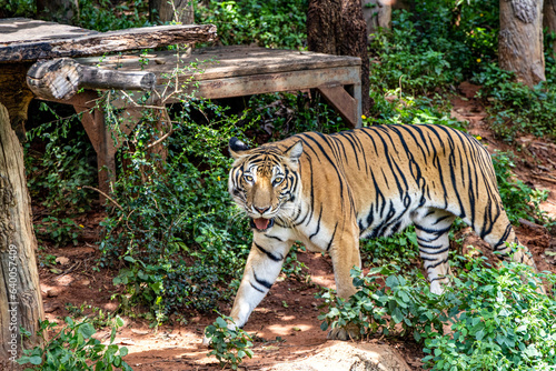 Indochinese Tiger in a forest show head and leg.
