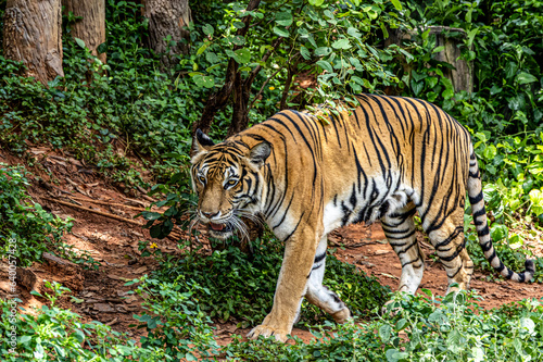 Indochinese Tiger in a forest show head and leg in rain forest, jungle.