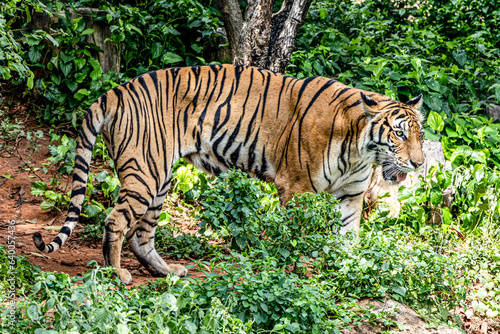 Fototapeta Naklejka Na Ścianę i Meble -  Indochinese Tiger in a forest show head and leg in rain forest, jungle.