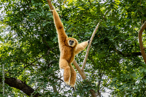 The lar gibbon (Hylobates lar), also known as the white-handed gibbon in Thailand. Common gibbon.