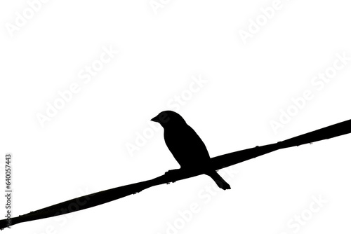 silhouette of bird in cable in Isolated white background, 