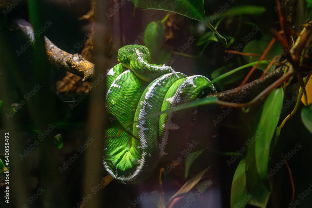 Obraz premium Amazing pictures of animals at the Zoo!
