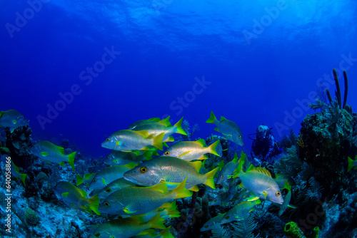 School master fish swimming over the reef 