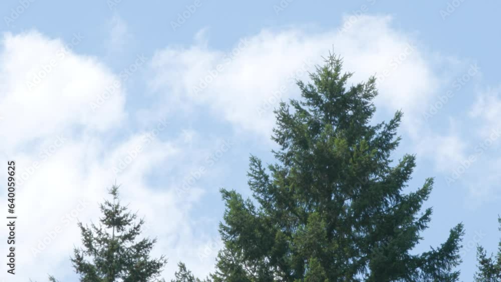 A light breeze hits a tree, with clouds moving in the background. 