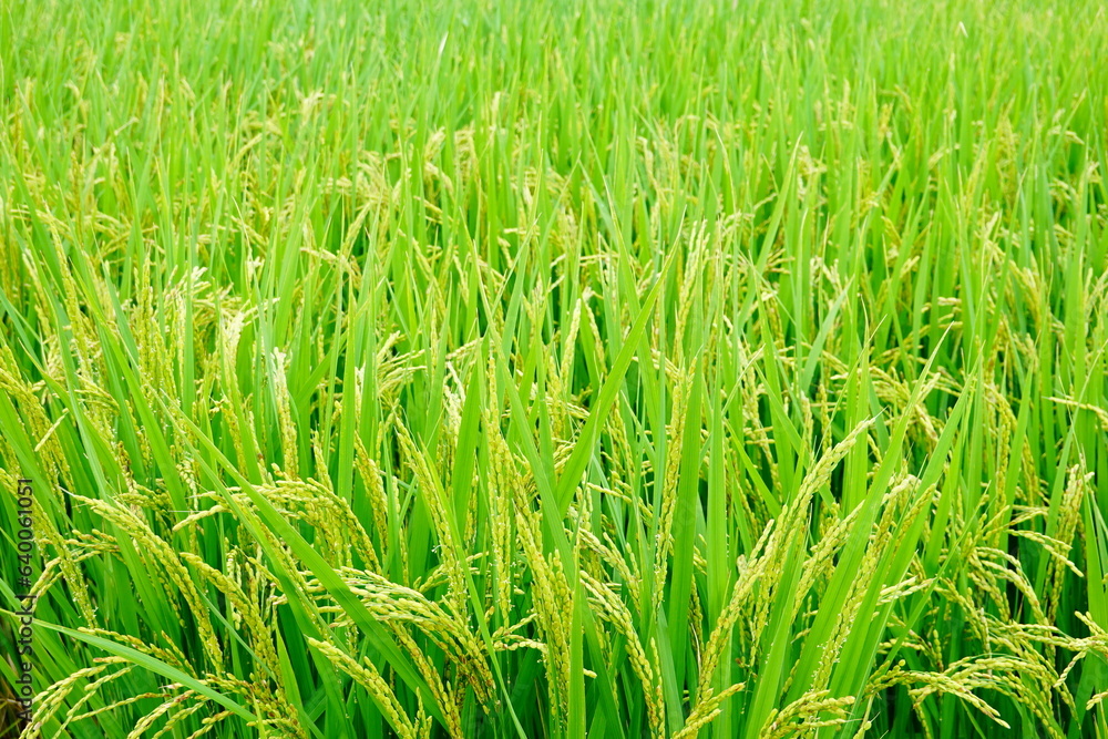 Obraz premium 豊作 田んぼの風景