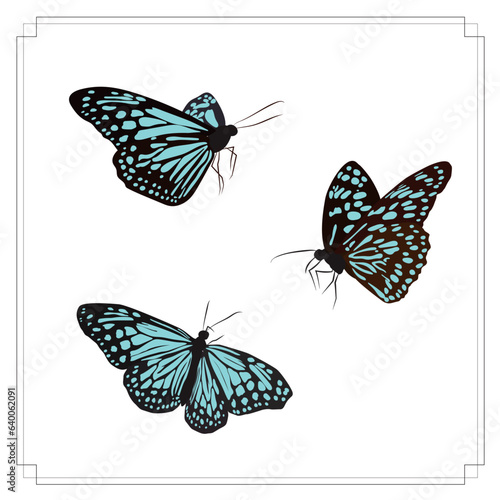 蝶 3種類のスタイル イラスト素材 アサギマダラ