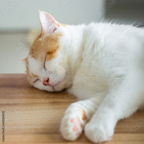 Cute little white kitten sleeps on wood table in living room.